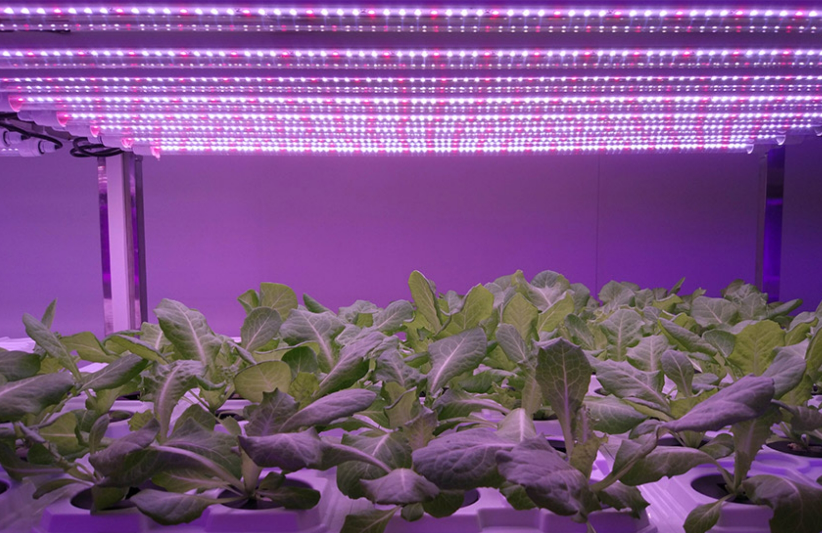 Application de l'éclairage des plantes LED en Chine