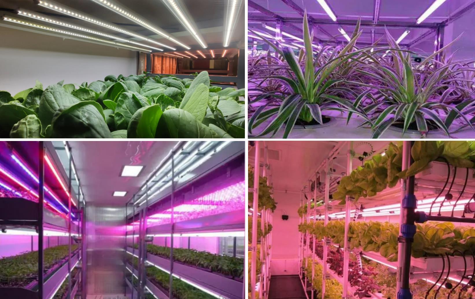 Considérations pour choisir des boîtiers de tubes LED imperméables dans l'éclairage des plantes